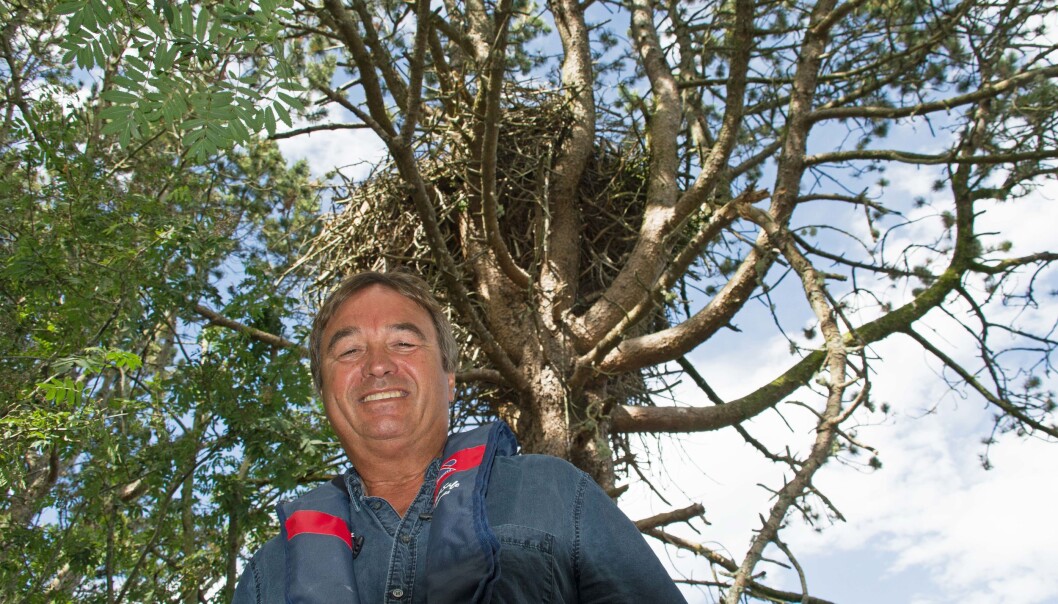 Her har Baron Blå, Baronesse Barfot og Solo bodd i sommer. Svein Junge har sørget for opptaksutstyr som er så godt kamuflert at baronparet har kommet tilbake og fått nye avkom tre år på rad. (Foto: Georg Mathisen) Her har Baron Blå, Baronesse Barfot og Solo bodd i sommer. Svein Junge har sørget for opptaksutstyr som er så godt kamuflert at baronparet har kommet tilbake og fått nye avkom tre år på rad. (Foto: Georg Mathisen)