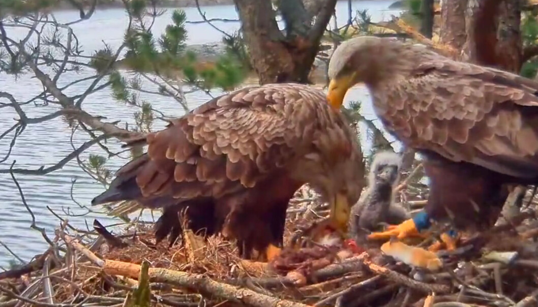 Omsorgsfull far – Baron Blå (til høyre) har kommet med ferskt harekjøtt til ungen Solo (bak) og Baronesse Barfot. Bildet er fra videooverføringen på nettstedet zooom.no, som du kan følge hele døgnet. (Foto: zooom.no) Omsorgsfull far – Baron Blå (til høyre) har kommet med ferskt harekjøtt til ungen Solo (bak) og Baronesse Barfot. Bildet er fra videooverføringen på nettstedet zooom.no, som du kan følge hele døgnet. (Foto: zooom.no)