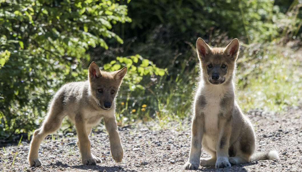 To av de tre ulvevalpene som ble observert i Elverum kommune 17. juli. (Foto: Terje Håheim / NTB scanpix) To av de tre ulvevalpene som ble observert i Elverum kommune 17. juli. (Foto: Terje Håheim / NTB scanpix)