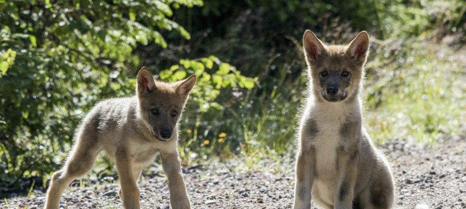 To av de tre ulvevalpene som ble observert i Elverum kommune 17. juli.  (Foto: Terje Håheim / NTB scanpix)