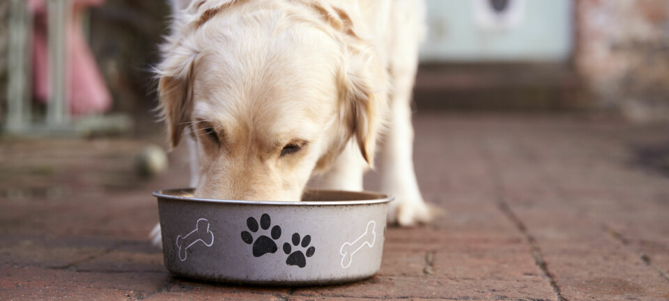 Råstoffet som brukes i hundefôr har mye å si for hvor mye proteiner hunden får i seg.  (Illustrasjonsfoto: Colourbox)
