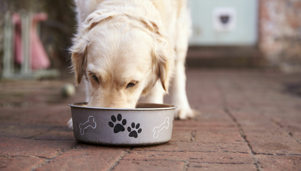 Råstoffet som brukes i hundefôr har mye å si for hvor mye proteiner hunden får i seg.  (Illustrasjonsfoto: Colourbox)