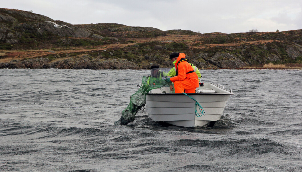 Sånn ser en ruse ut. Forskerne har satt ut 30 rusesett i sjøen. (Foto: Anders Jakbosen/Havforskningsinstituttet) Sånn ser en ruse ut. Forskerne har satt ut 30 rusesett i sjøen. (Foto: Anders Jakbosen/Havforskningsinstituttet)