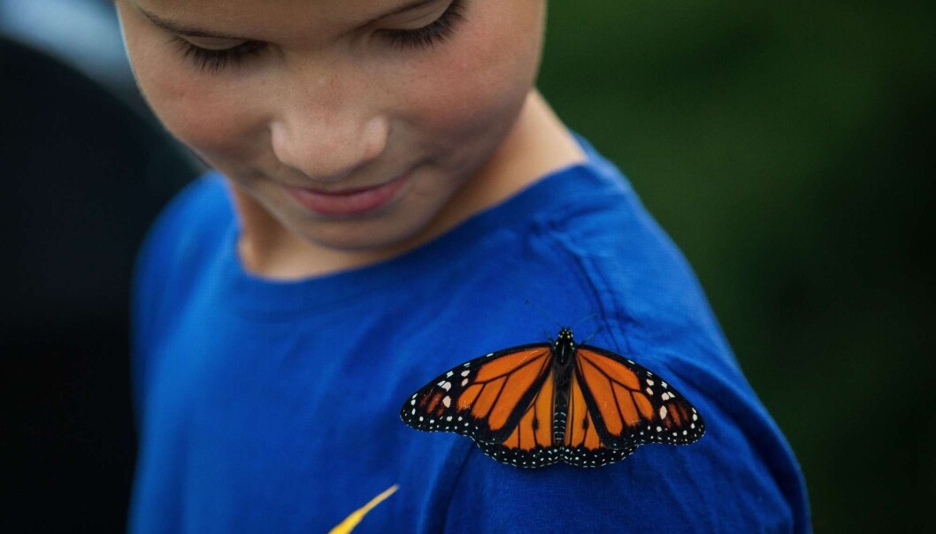 Denne monark-sommerfuglen satte seg på 8 år gamle Dante Long sin skulder under et stunt i september, hvor 50 monarker ble sluppet fri utenfor det amerikanske parlamentet for å spre bevissthet om populasjonens tilbakegang. (Foto: AFP/ Drew Angerer). Denne monark-sommerfuglen satte seg på 8 år gamle Dante Long sin skulder under et stunt i september, hvor 50 monarker ble sluppet fri utenfor det amerikanske parlamentet for å spre bevissthet om populasjonens tilbakegang. (Foto: AFP/ Drew Angerer).