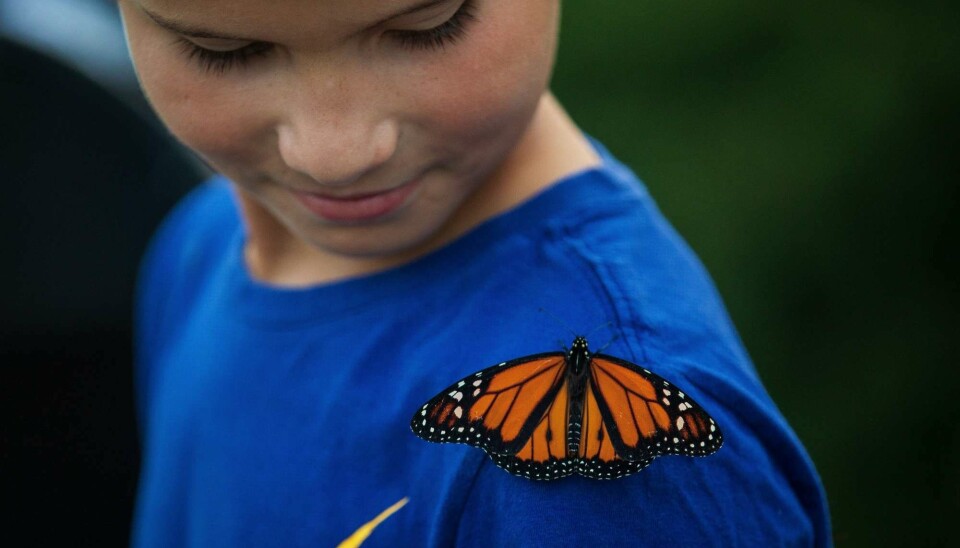 Denne monark-sommerfuglen satte seg på 8 år gamle Dante Long sin skulder under et stunt i september, hvor 50 monarker ble sluppet fri utenfor det amerikanske parlamentet for å spre bevissthet om populasjonens tilbakegang. (Foto: AFP/ Drew Angerer).