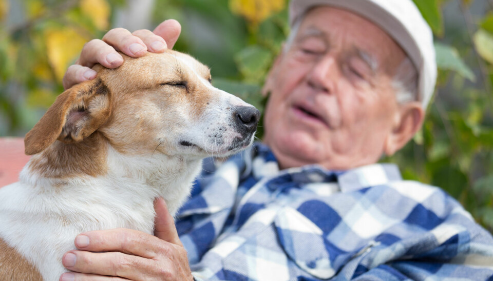 Forskerne mener ikke at den nye studien betyr at absolutt alle som blir eldre bør skaffe seg en hund. Det er tross alt mye som skal til for å gi en firbeint turkamerat et godt og verdig liv. (Foto: Budimir Jevtic / Shutterstock / NTB scanpix)