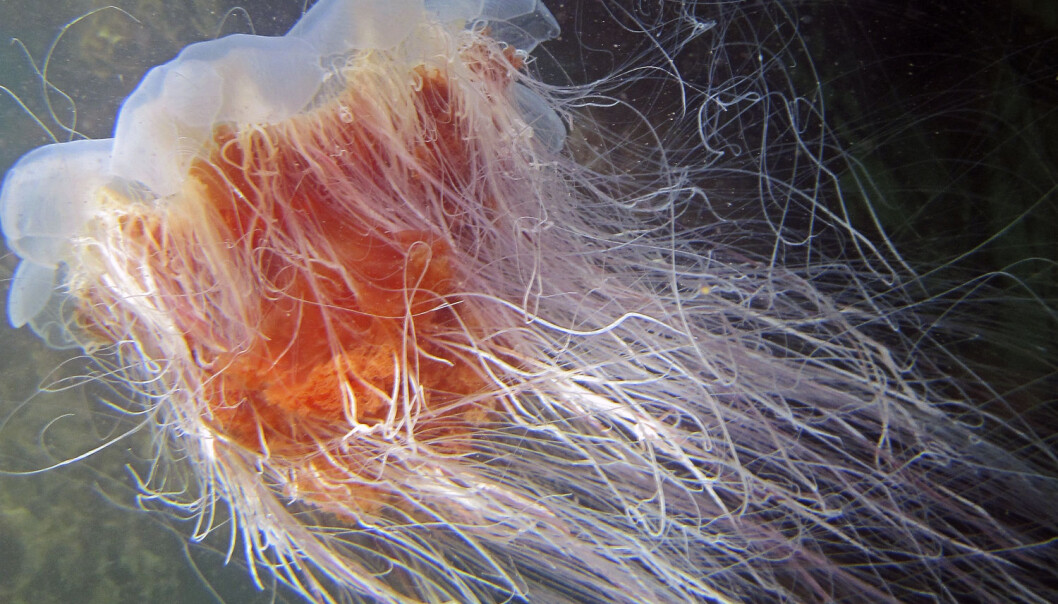 Den store, røde brennmaneten Cyanea capillata herjer langs norskekysten. Men hvem er den egentlig? (Foto: Tor Andre Johannessen/NTB scanpix) Den store, røde brennmaneten Cyanea capillata herjer langs norskekysten. Men hvem er den egentlig? (Foto: Tor Andre Johannessen/NTB scanpix)
