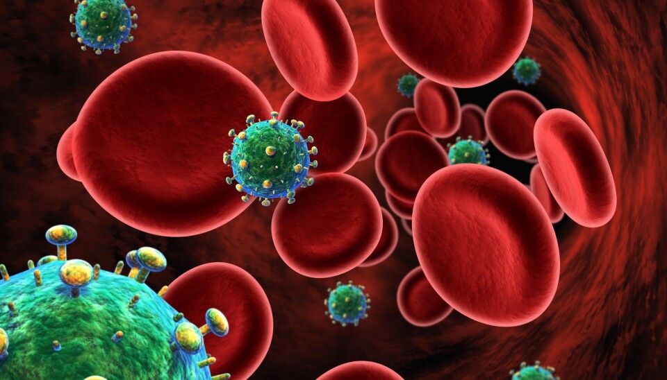 Hiv er en forkortelse for humant immunsvikt virus. Viruset ødelegger immunsystemet slik at man tilslutt rammes av infeksjoner og sykdommer som immunsystemet normalt skulle tatt seg av. Heldigvis finnes det gode medisiner i dag som hindrer formering av viruset. (Foto: BioMedical / Shutterstock / NTB scanpix).