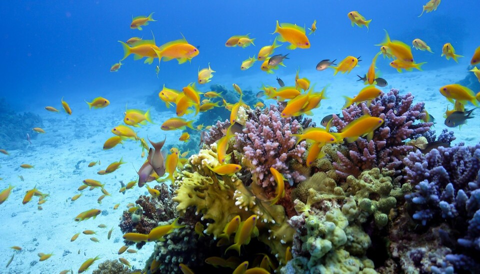 Ein ny studie viser at korallrevfisk blir påvirka av oljeforureining.  (Illustrasjonsfoto: Colourbox)