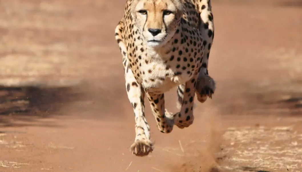Mellomstore dyr som geparden er de raskeste i verden fordi musklene deres ikke går tom for energi når de skal akselerere, viser ny forskning. Når dyr blir større enn geparden og ulven, må de bruke mer tid på å akselerere, og det har ikke musklene nok energi til.  (Foto: Marcel Brekelmans / Shutterstock / NTB scanpix)