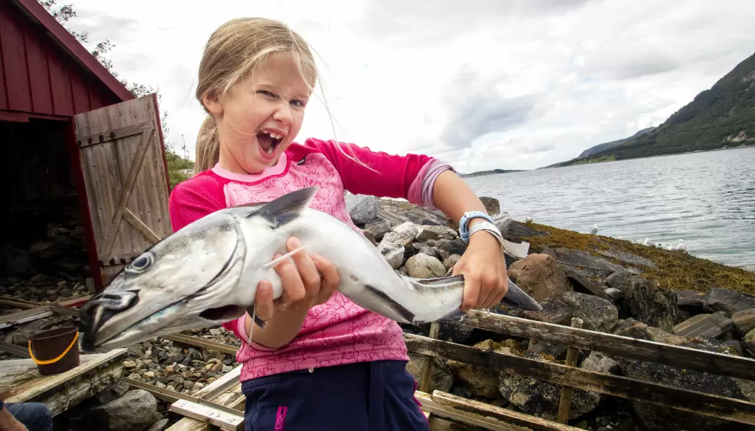 Ei glad jente med en nyfanget sei. Noen steder langs kysten er det ekstra mye fisk og annet liv. Nå har forskere i Trondheim funnet forklaringen. (Foto: Gorm Kallestad / NTB scanpix)