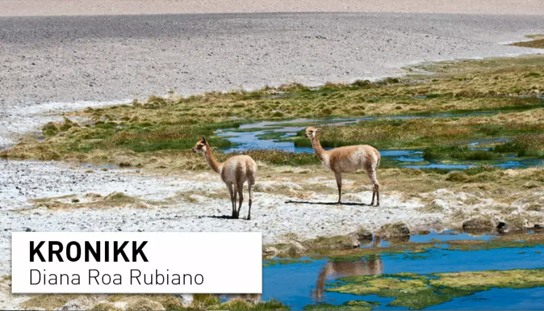 Vicuñaene er den ville forløperen til alpakkaen. De bor på saltslettene i Sør-Amerika, der vannmangel på grunn av litiumutvinning påvirker dyr og planter. (Foto: Colourbox)