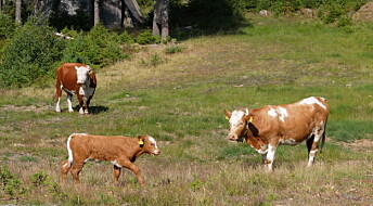 Beitende Dagros forsvinner fra utmarka:– Kjøttfe kan overta for melkekua