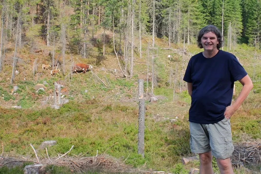 Morten Tofastrud er ute i skogen for å sjekke hvordan det står til med kuene han har forsket på i tre somre. (Foto: Eivind Torgersen)