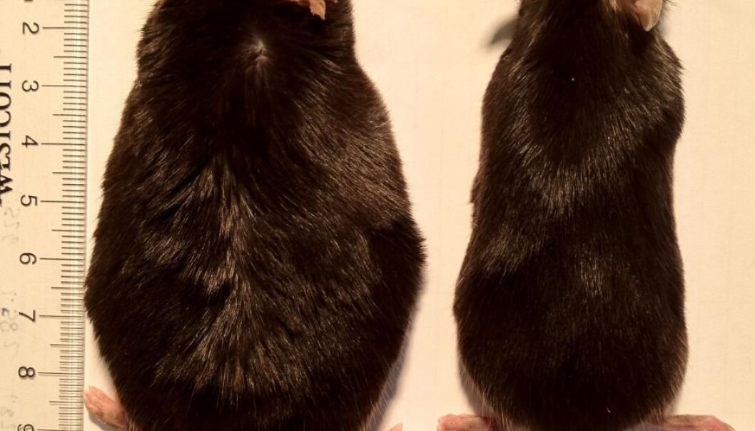 To mus ble overvektige da de fikk fet mat. Da forskergruppen fjernet luktesansen hos den ene musen, mistet den omkring en tredjedel av vekten. Den første musen holdt seg på overvektige 49 gram. – Jeg hadde aldri forestilt meg at det ville gi så dramatisk vekttap å slå av luktesansen, sier forsøkets leder, Andrew Dillin. (Foto: Cell Metabolism) To mus ble overvektige da de fikk fet mat. Da forskergruppen fjernet luktesansen hos den ene musen, mistet den omkring en tredjedel av vekten. Den første musen holdt seg på overvektige 49 gram. – Jeg hadde aldri forestilt meg at det ville gi så dramatisk vekttap å slå av luktesansen, sier forsøkets leder, Andrew Dillin. (Foto: Cell Metabolism)