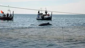 Forskere setter GPS på hval i Skagen