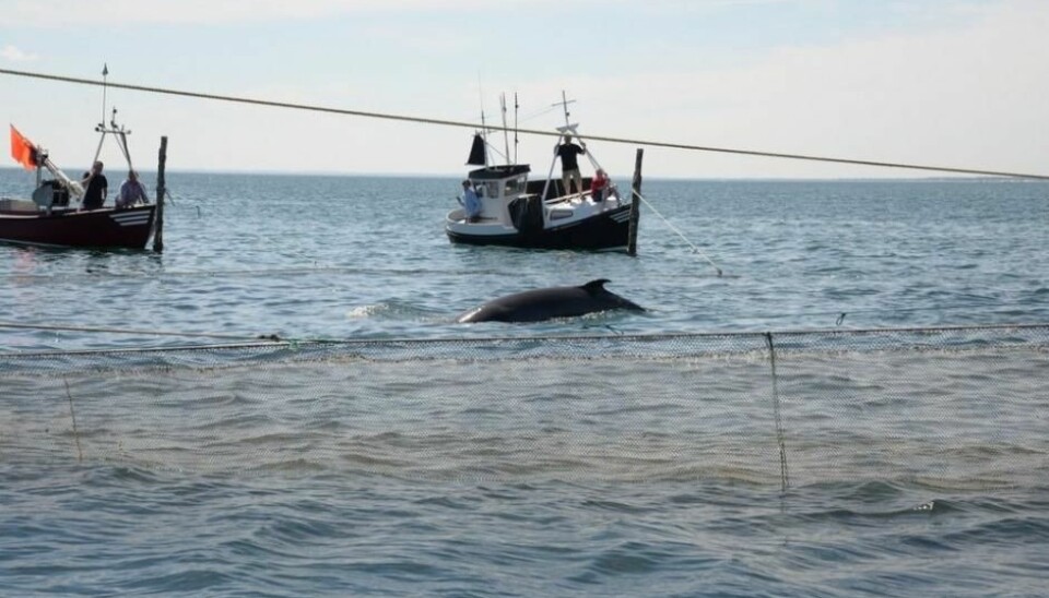 En 4,6 meter stor vågehval ble nylig fanget i et bunngarn i Skagen. Forskere har nå festet måleutstyr på hvalen, slik at de kan følge hvor den svømmer.  (Foto: Line A. Kyhn/Aarhus Universitet)