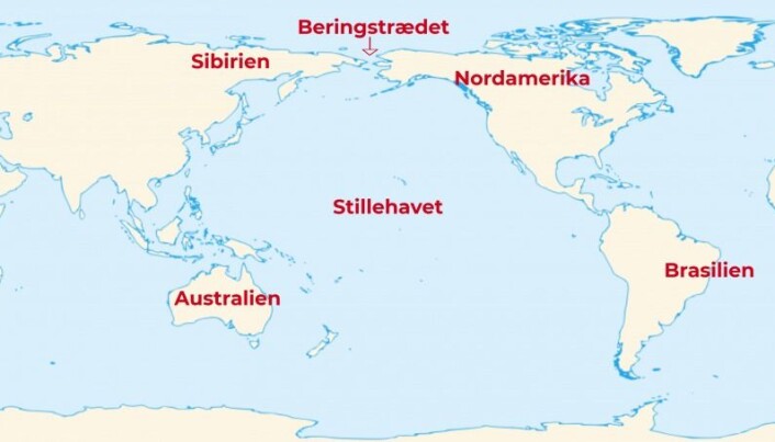 Mysterium: Hvordan har gener fra den delen av Stillehavet der Australia ligger, kommet hele veien til Brasil, hvis de ikke har blitt med over Beringstredet? (Illustrasjon: Sémhur (talk)/videnskab.dk) Mysterium: Hvordan har gener fra den delen av Stillehavet der Australia ligger, kommet hele veien til Brasil, hvis de ikke har blitt med over Beringstredet? (Illustrasjon: Sémhur (talk)/videnskab.dk)
