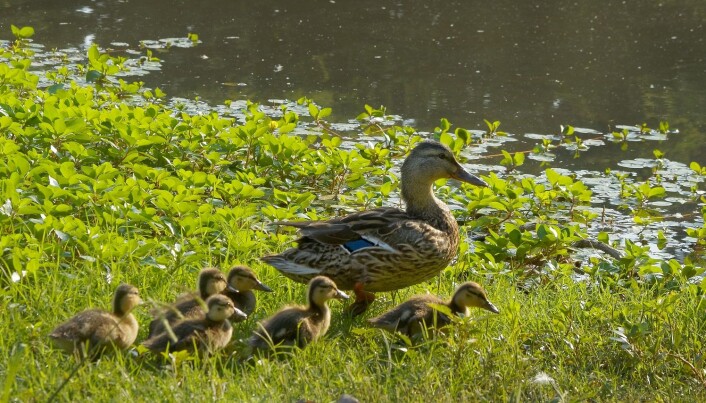 Stokkand-unger haster etter mamma. (Foto: Colourbox) Stokkand-unger haster etter mamma. (Foto: Colourbox)