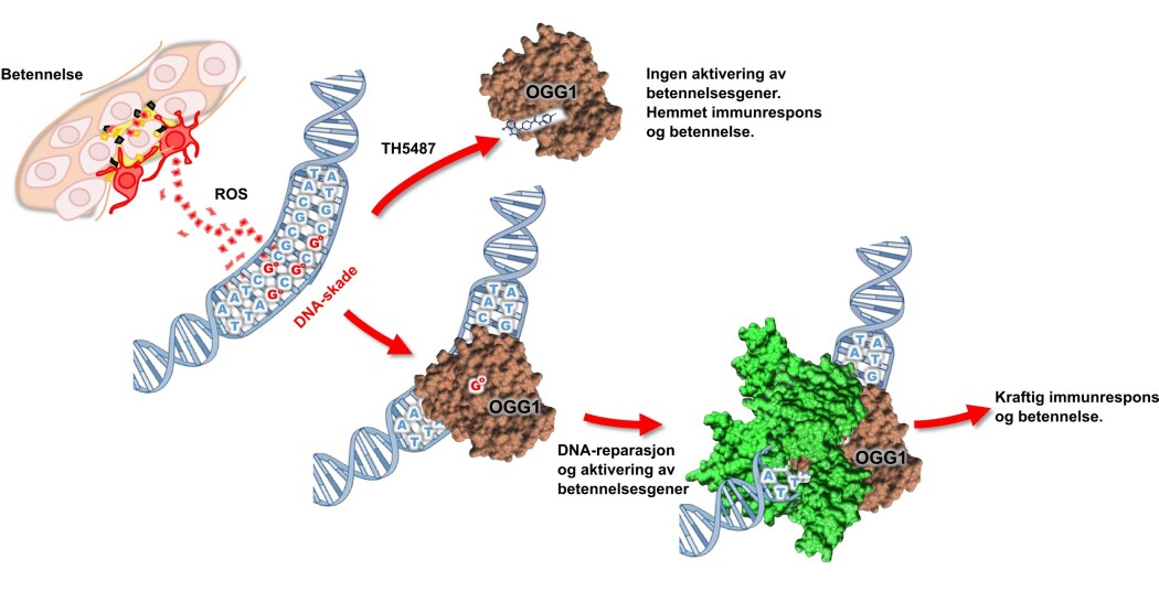 This is how the molecule works. It tricks to repair the enzyme to believe that it has already found DNA. This does not result in a more intense inflammation. (Illustration: sintefs) This is how the molecule works. It tricks to repair the enzyme to believe that it has already found DNA. This does not result in a more intense inflammation. (Illustration: sintefs)