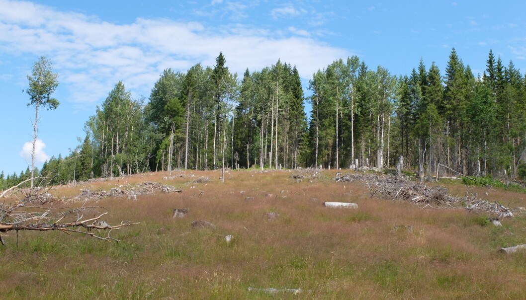 I slike hogstfelt finner kuene bra med gress. Men nyutsatte granplanter kan måtte lide. (Foto: Eivind Torgersen) I slike hogstfelt finner kuene bra med gress. Men nyutsatte granplanter kan måtte lide. (Foto: Eivind Torgersen)