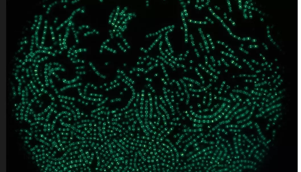 Celledeling er ein føresetnad for liv, i alt frå eincella bakteriar til fleircella organismar, som menneske. Her ser vi pneumokokkane med fluorescerande celledelingsprotein. (Foto: Renske van Raaphorst)