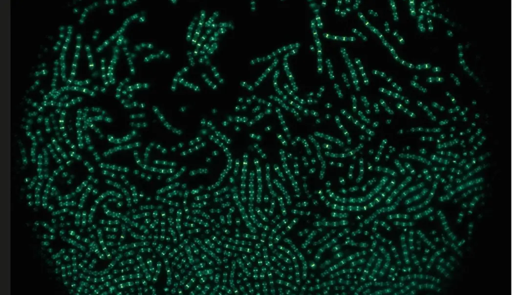 Celledeling er ein føresetnad for liv, i alt frå eincella bakteriar til fleircella organismar, som menneske. Her ser vi pneumokokkane med fluorescerande celledelingsprotein. (Foto: Renske van Raaphorst) Celledeling er ein føresetnad for liv, i alt frå eincella bakteriar til fleircella organismar, som menneske. Her ser vi pneumokokkane med fluorescerande celledelingsprotein. (Foto: Renske van Raaphorst)