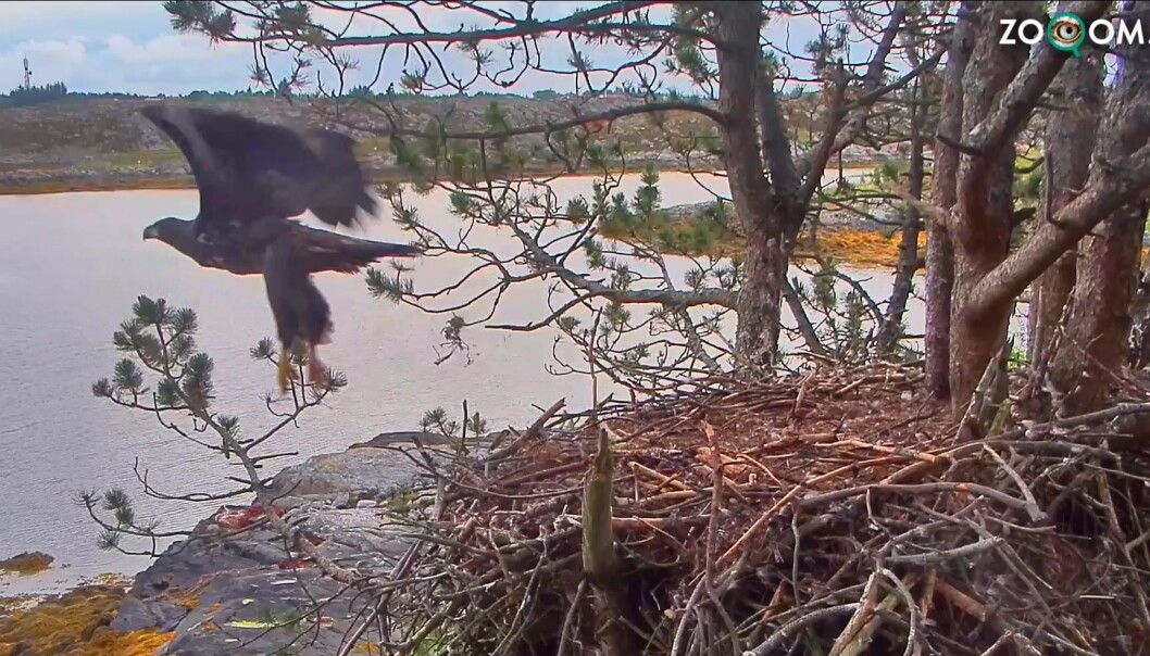 Her forlater Solo redet. Se video lenger ned i saken. (Foto: Zooom.no/skjermdump) Her forlater Solo redet. Se video lenger ned i saken. (Foto: Zooom.no/skjermdump)