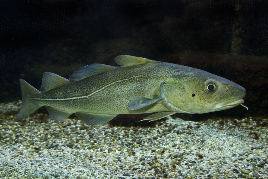 - Sidan Atlanterhavstorsken held til i områder der det er påvist til dels høge nivå av miljøgifter, vert denne fisken mykje nytta som en indikatorart for å fortelje oss om tilstanden i havet, skriv forskarane. (Illustrasjonsfoto: Shutterstock / NTB scanpix) - Sidan Atlanterhavstorsken held til i områder der det er påvist til dels høge nivå av miljøgifter, vert denne fisken mykje nytta som en indikatorart for å fortelje oss om tilstanden i havet, skriv forskarane. (Illustrasjonsfoto: Shutterstock / NTB scanpix)