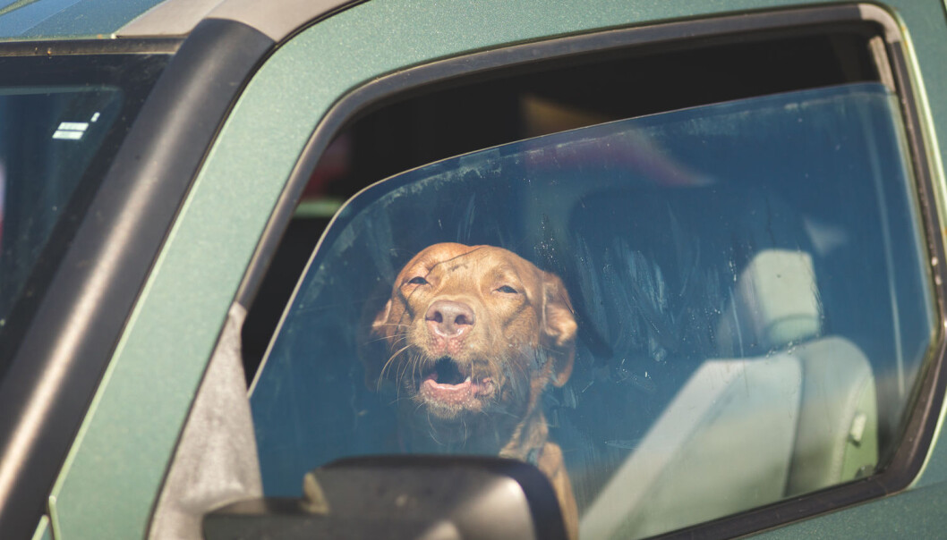 De fleste forstår at hunden ikke kan vente i en lukket bil på varme dager. Hvis den blir for varm, vil det nemlig skje flere ting i hundens kropp som er svært alvorlige. (Foto: Shutterstock / NTB scanpix) De fleste forstår at hunden ikke kan vente i en lukket bil på varme dager. Hvis den blir for varm, vil det nemlig skje flere ting i hundens kropp som er svært alvorlige. (Foto: Shutterstock / NTB scanpix)