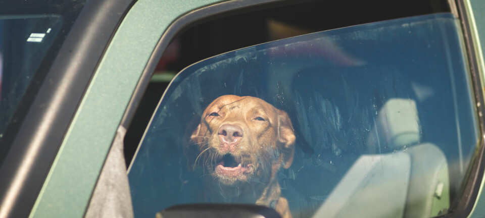 De fleste forstår at hunden ikke kan vente i en lukket bil på varme dager. Hvis den blir for varm, vil det nemlig skje flere ting i hundens kropp som er svært alvorlige. (Foto: Shutterstock / NTB scanpix)