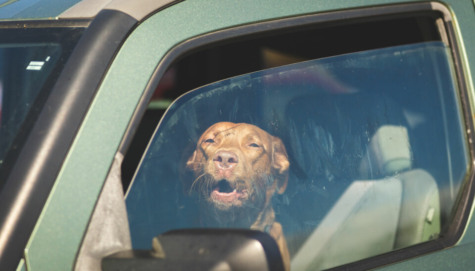 De fleste forstår at hunden ikke kan vente i en lukket bil på varme dager. Hvis den blir for varm, vil det nemlig skje flere ting i hundens kropp som er svært alvorlige. (Foto: Shutterstock / NTB scanpix)