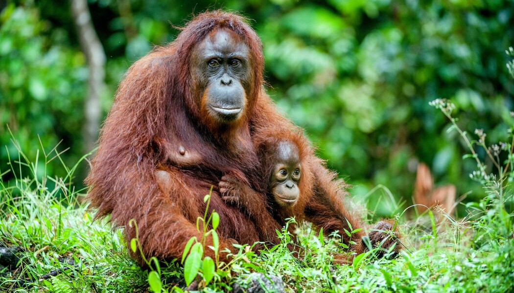 Forskere har studert varslingsropene til orangutangmødre med barn. (Foto: Sergey Uryadnikov / Shutterstock / NTB scanpix). Forskere har studert varslingsropene til orangutangmødre med barn. (Foto: Sergey Uryadnikov / Shutterstock / NTB scanpix).