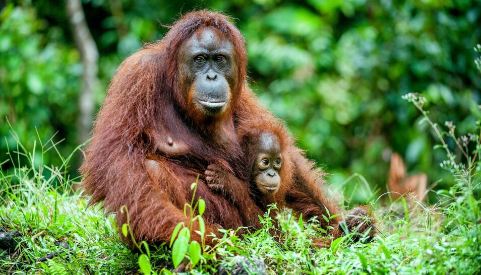 Forskere har studert varslingsropene til orangutangmødre med barn. (Foto: Sergey Uryadnikov / Shutterstock / NTB scanpix).