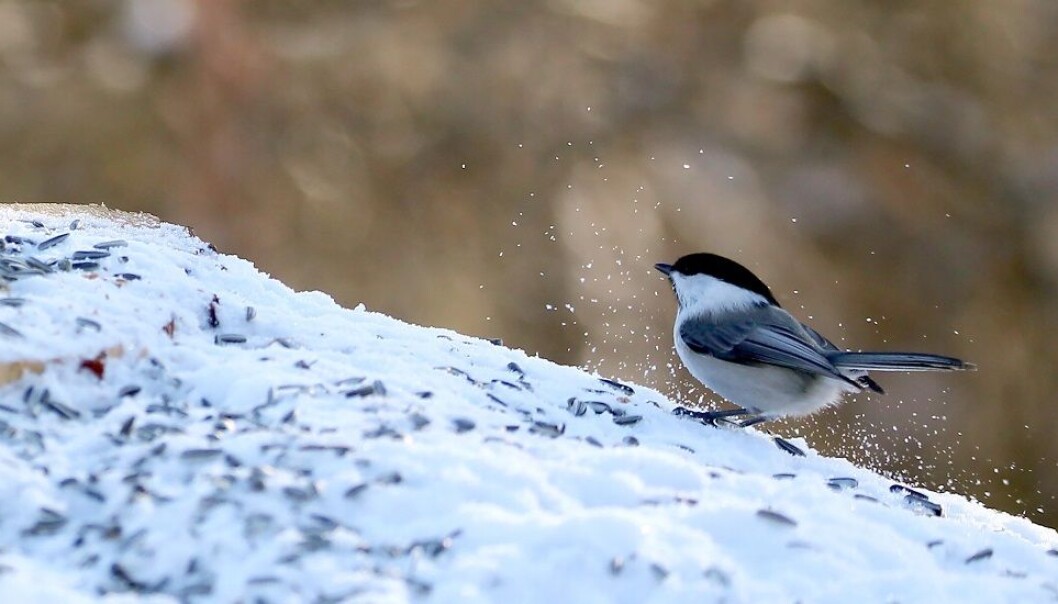 Å være alene er vanskelig. I en flokk kan granmeisa (Poecile montanus) lære av de andre. Det er flere til å oppdage fiender, som en hauk eller en ugle. (Foto: Nina Tveter, NTNU) Å være alene er vanskelig. I en flokk kan granmeisa (Poecile montanus) lære av de andre. Det er flere til å oppdage fiender, som en hauk eller en ugle. (Foto: Nina Tveter, NTNU)