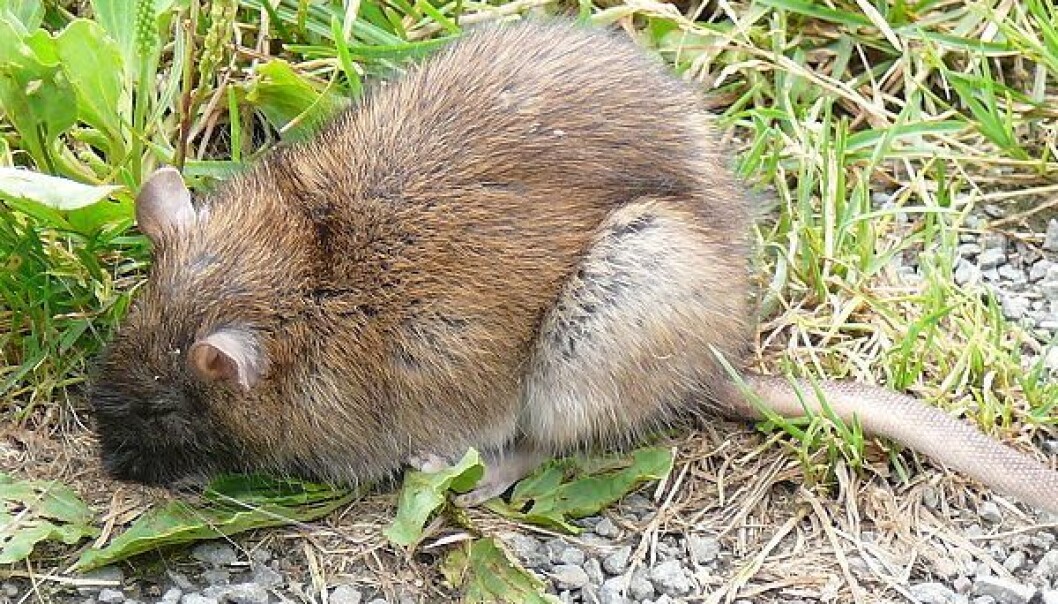 Rattus norvegicus - den gode, gamle brunrotta. (Foto: Salix, Wikimedia Commons) Rattus norvegicus - den gode, gamle brunrotta. (Foto: Salix, Wikimedia Commons)