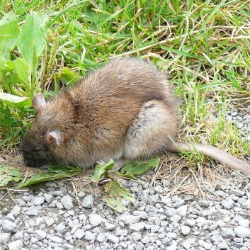 "Rattus norvegicus - den gode, gamle brunrotta. (Foto: Salix, Wikimedia Commons)" (Foto: Salix, Wikimedia Commons)