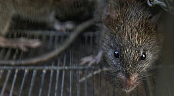 Vi aner ikke hvor mange rotter som lever i norske byer