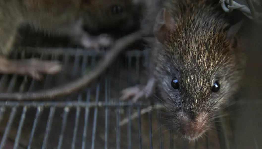 Vi aner ikke hvor mange rotter som lever i norske byer