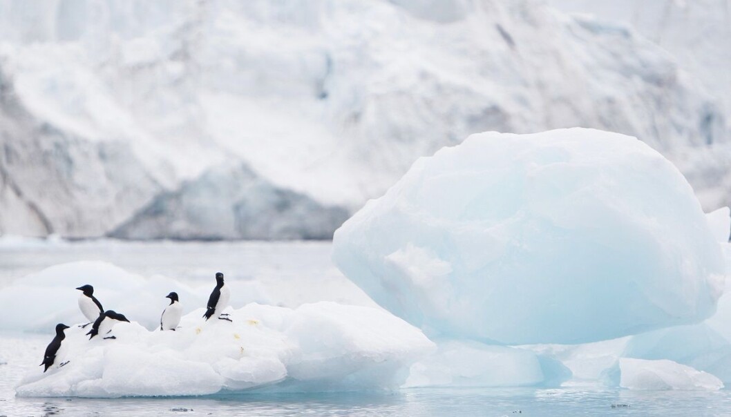 Sjøis som smelter i Arktis gir kaldere luftstrømmer lenger sør, og dermed hardere vinter og vår. Dette gir reduserte avlinger i Nord-Amerika, ifølge en fersk studie. (Foto: Håkon M. Larsen, NTB scanpix) Sjøis som smelter i Arktis gir kaldere luftstrømmer lenger sør, og dermed hardere vinter og vår. Dette gir reduserte avlinger i Nord-Amerika, ifølge en fersk studie. (Foto: Håkon M. Larsen, NTB scanpix)