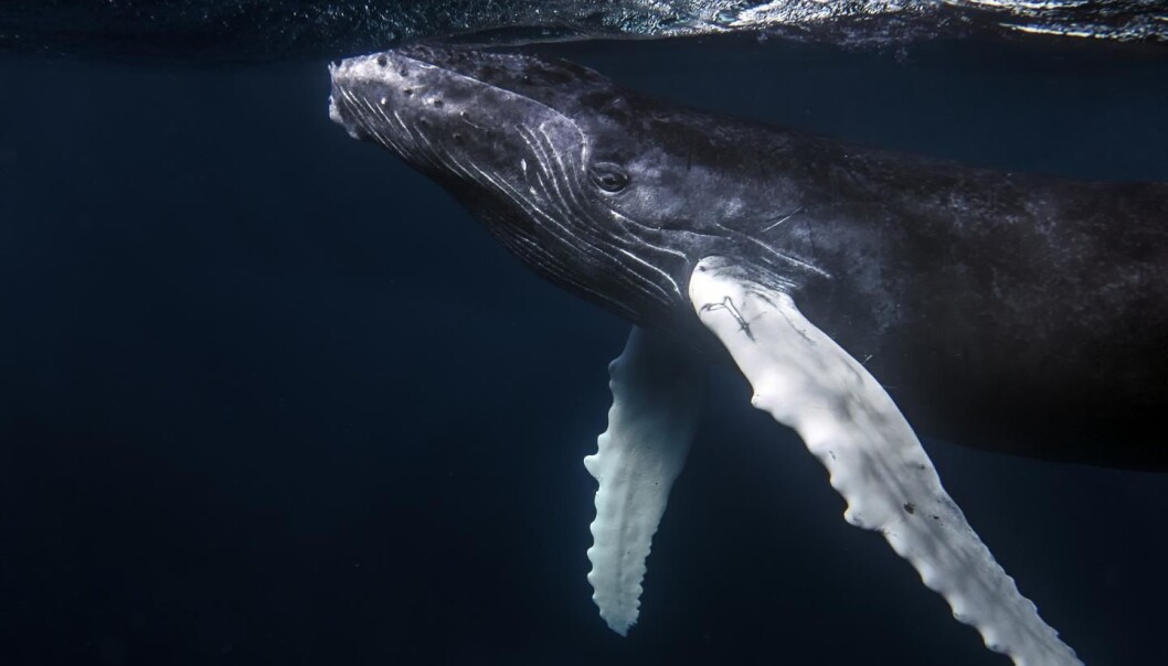 Det er få steder livet i havet får være i fred fra mennesker (Foto: Christopher Michel) Det er få steder livet i havet får være i fred fra mennesker (Foto: Christopher Michel)