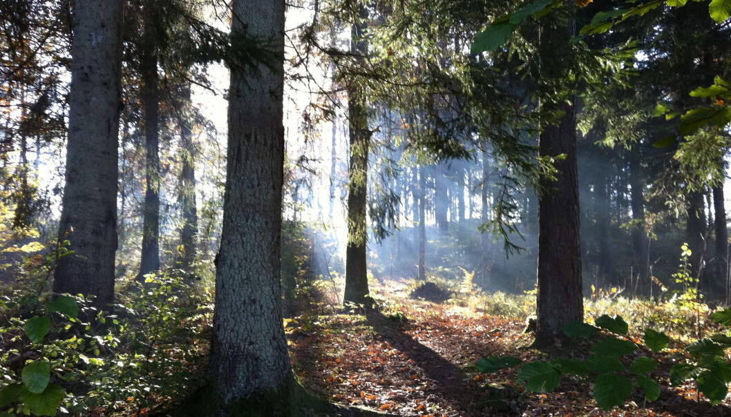 Hva er bakgrunnen for skogforskningen, hva inneholder den, og hvorfor er skogforskningen viktig? Og ikke minst: Hva er skogens rolle i fremtiden? (Foto: Colourbox) Hva er bakgrunnen for skogforskningen, hva inneholder den, og hvorfor er skogforskningen viktig? Og ikke minst: Hva er skogens rolle i fremtiden? (Foto: Colourbox)