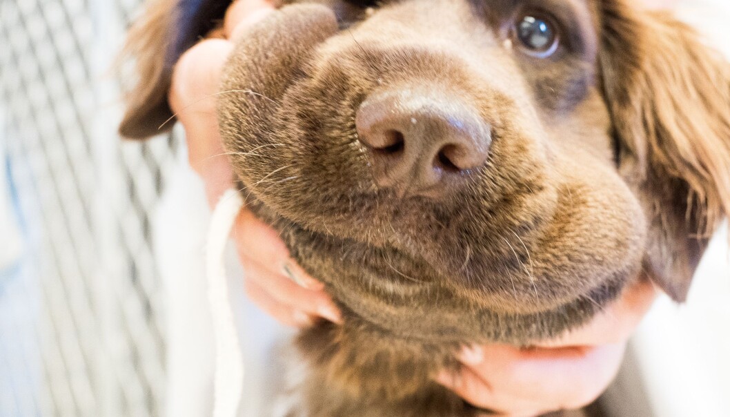 Hunden Liva ble bitt av hoggorm da hun var ute og lekte i hagen. I løpet av fem minutter hovnet snuten opp, hodet hang og hun virket litt fjern. Men symptomene på hoggormbitt er ikke like hos alle hunder, så det er viktig å være obs på det, forteller veterinær. (Foto: Camilla Wiik) Hunden Liva ble bitt av hoggorm da hun var ute og lekte i hagen. I løpet av fem minutter hovnet snuten opp, hodet hang og hun virket litt fjern. Men symptomene på hoggormbitt er ikke like hos alle hunder, så det er viktig å være obs på det, forteller veterinær. (Foto: Camilla Wiik)