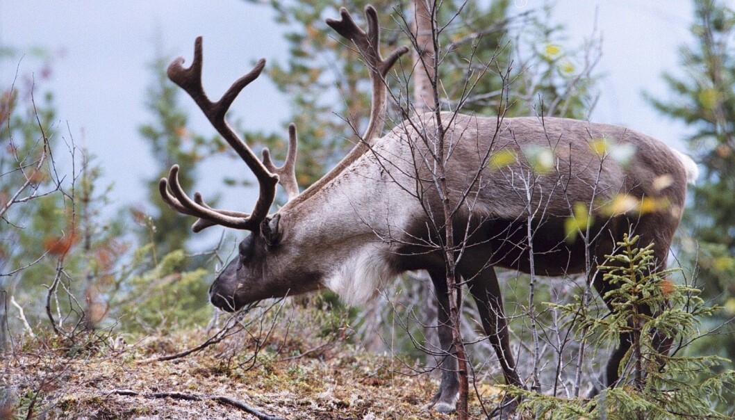 Smitten til skrantesyken kan komme fra sau med skrapesyke, den kan komme fra andre hjortedyr eller den kan oppstå som en mutasjon av såkalte prioner i hjernen på villreinen selv. (Foto: Gorm Kallestad / NTB scanpix) Smitten til skrantesyken kan komme fra sau med skrapesyke, den kan komme fra andre hjortedyr eller den kan oppstå som en mutasjon av såkalte prioner i hjernen på villreinen selv. (Foto: Gorm Kallestad / NTB scanpix)