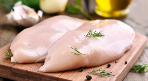 Ny teknologi sorterer gode kyllingbryst fra dårlige