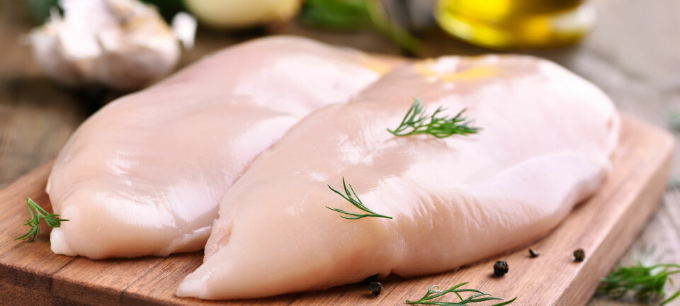 Til vanlig ser kyllingbrystene saftige og delikate ut. Men hvis de om er rammet av muskelsyndromet wooden breast, kan det gå ut over både mørhet, smak og utseende.  (Foto: Shutterstock / NTB scanpix)
