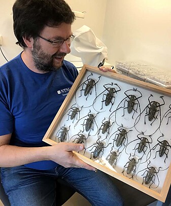 Frode Ødegaard er førsteamanuensis ved NTNU Vitenskapsmuseet. (Foto: Steinar Brandslet) Frode Ødegaard er førsteamanuensis ved NTNU Vitenskapsmuseet. (Foto: Steinar Brandslet)