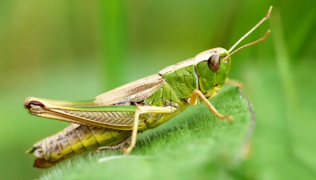 Ser du det fine bladmønsteret som enggresshoppa har på kroppen? (Foto: Shutterstock /NTB scanpix)