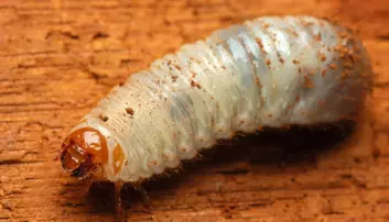 Denne larven skal bli en gullbasse - hvis ingen spiser en først. (Foto: Shutterstock /NTB scanpix)