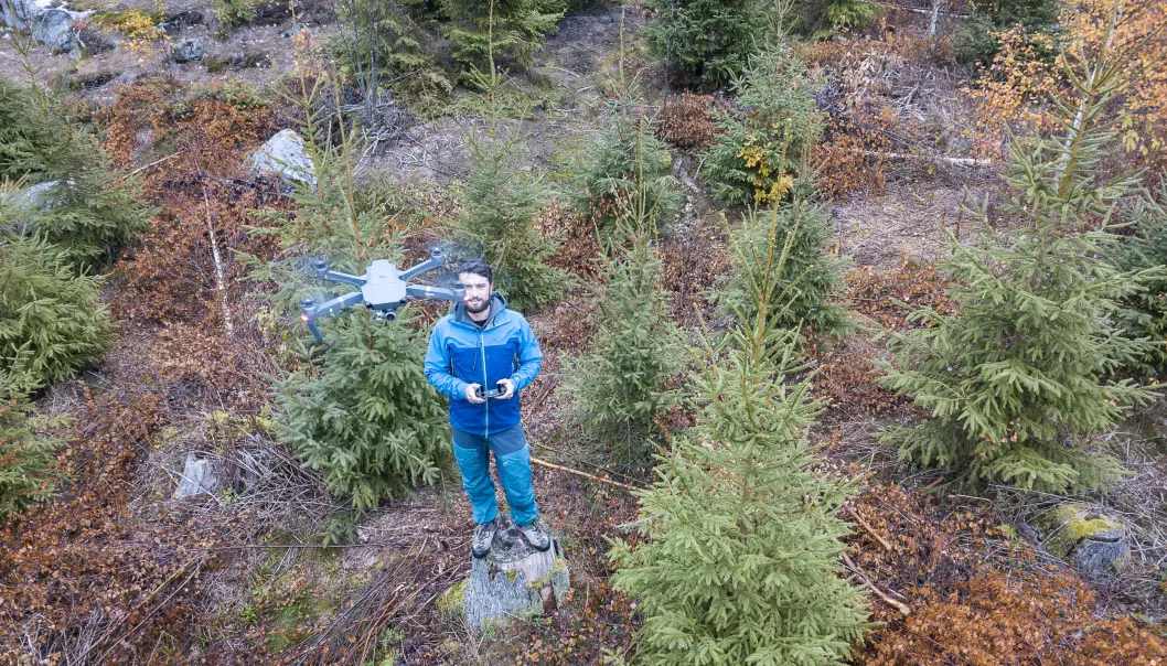 Bruk av droner til kartlegging av hvordan rotråte sprer seg, kan være til stor hjelp for skogeiere. Her er det NIBIO-forsker Stefano Puliti som styrer en drone for filming over et hogstfelt. (Foto Erling Fløistad, NIBIO)